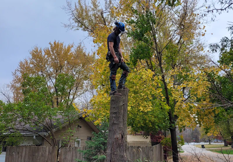 arborist after trimmed a tree