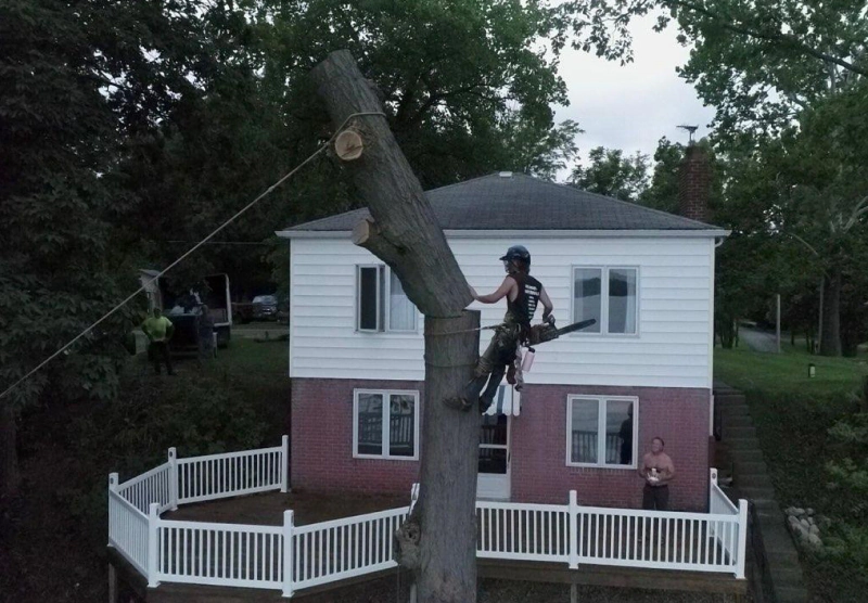 arborist with a chainsaw removing a tree